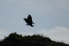 Bald Eagle-197-tp-2048