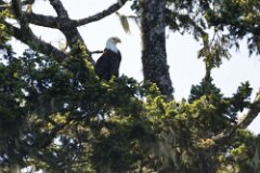 Bald Eagle-241-tp-2048