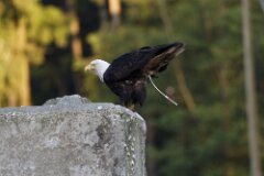 Bald Eagle-253-2048