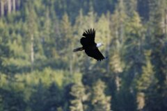 Bald Eagle-259-2048