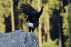 Bald Eagle-266-2048