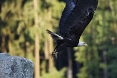 Bald Eagle-268-2048