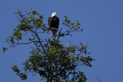 Bald Eagle-283-tp-2048