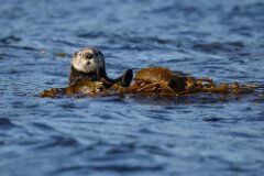 Sea Otter-013-tp-2048
