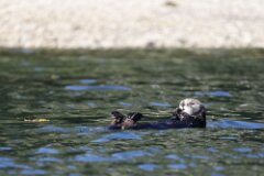 Sea Otter-026-tp-2048