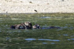 Sea Otter-035-tp-2048