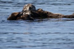 Sea Otter-048-tp-2048