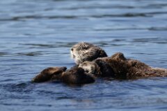 Sea Otter-049-tp-2048