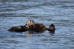 Sea Otter-050-tp-2048