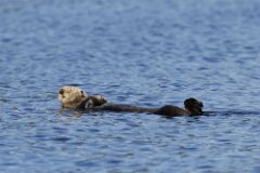 Sea Otter-059-tp-2048