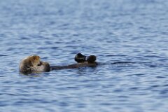 Sea Otter-060-tp-2048
