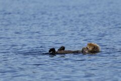 Sea Otter-061-tp-2048