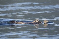 Sea Otter-068-tp-2048
