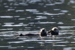 Sea Otter-070-tp-2048
