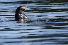 Sea Otter-071-tp-2048