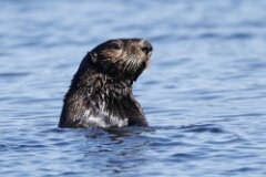 Sea Otter-076-tp-2-2048
