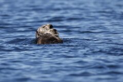 Sea Otter-080-tp-2048
