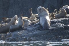 Sea Lions-002--2048