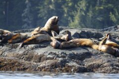 Sea Lions-011--2048
