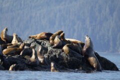 Sea Lions-012--2048