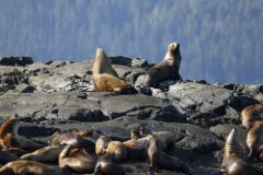 Sea Lions-016--2048