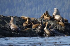 Sea Lions-017--2048