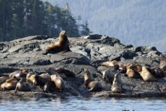 Sea Lions-019--2048