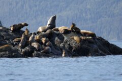 Sea Lions-020--2048