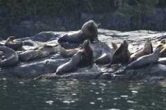 Sea Lions-021--2048