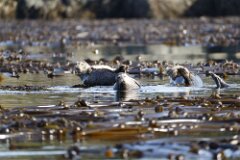 Seals-004--2048