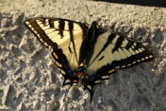 Eastern Tiger Swallowtail-001--2048