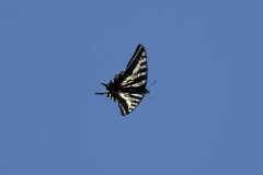 Eastern Tiger Swallowtail-005-.JPG-tp-2048