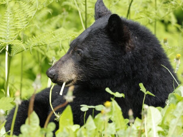 Bears