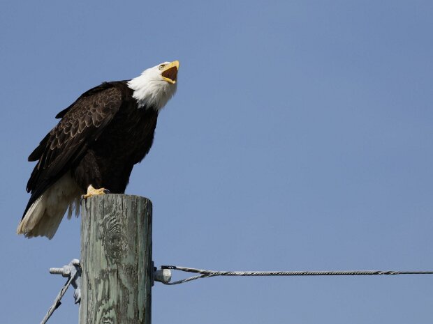 Eagles