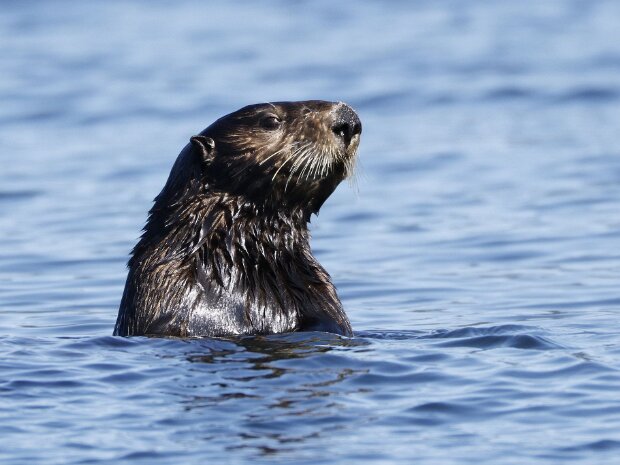 Sea Otters