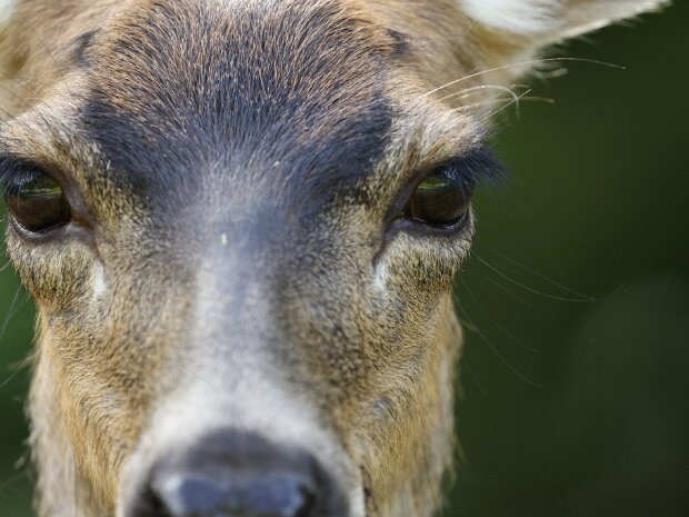 Wildlife